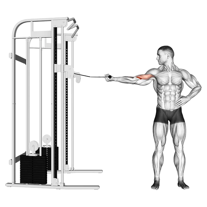 Cable one arm inner biceps curl exercise animation (Hombre)