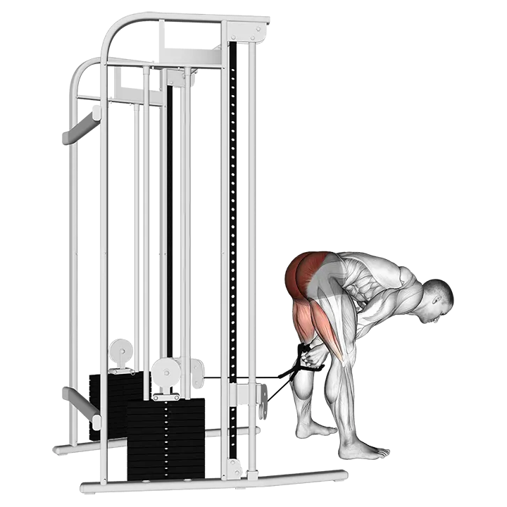 Cable pull through exercise animation (Male)