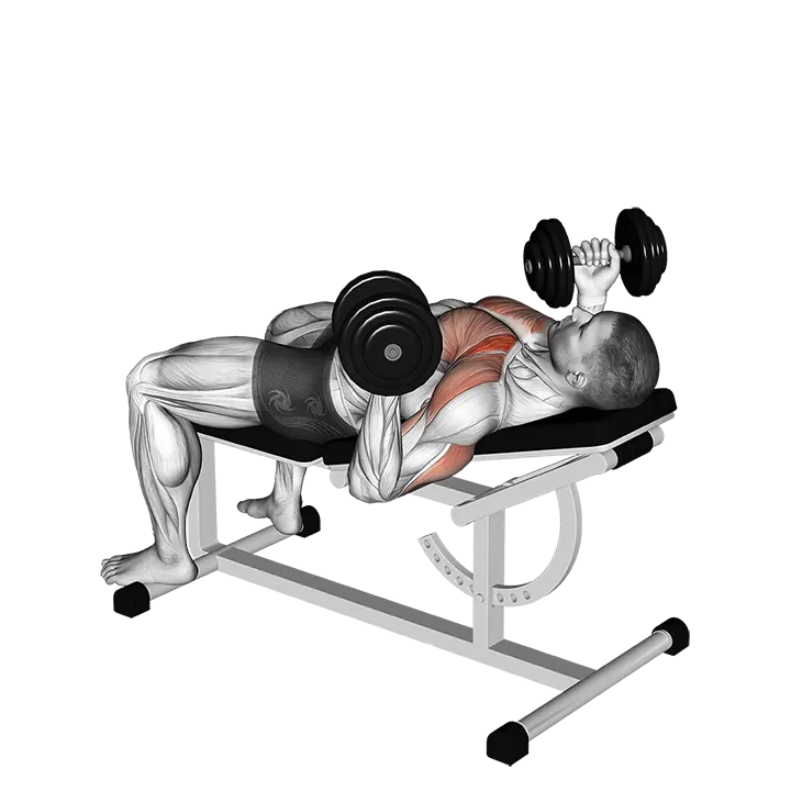 Dumbbell Incline reverse-grip 30 degrees bench press exercise animation (Male)