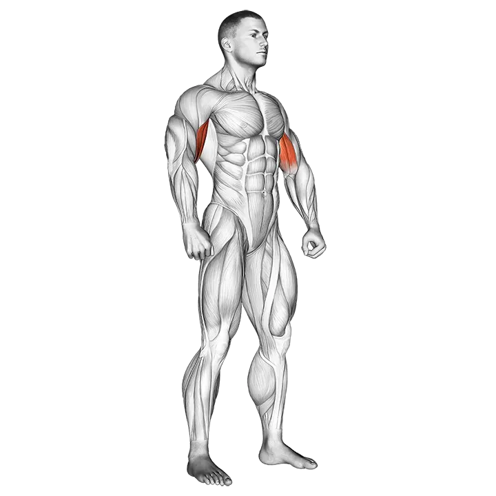 Body muscle. Side front view exercise animation (Male)