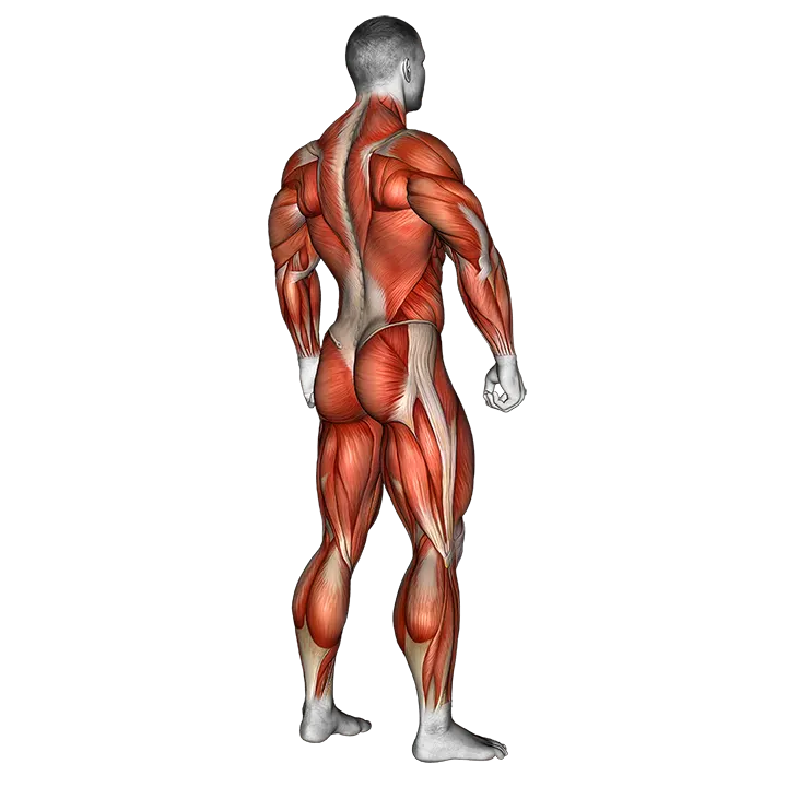 Body muscle. Side back view exercise animation (Male)