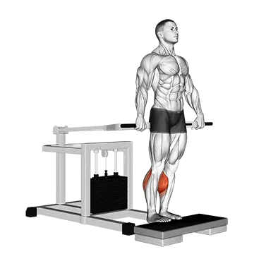 Lever Calf Raise (bench press machine)