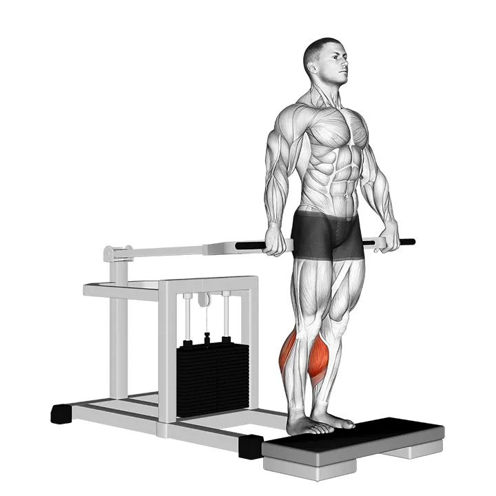 Lever Calf Raise (bench press machine) exercise animation (Männlich)