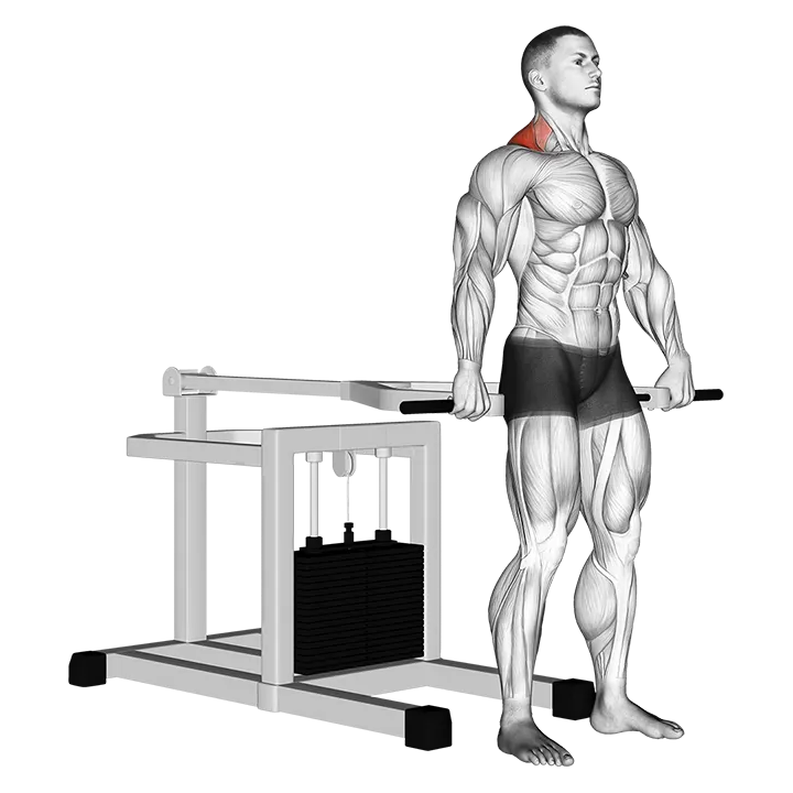 Lever Shrug (bench press machine) exercise animation (Male)