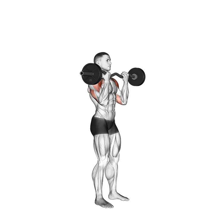 EZ-Bar Standing Overhead Press exercise animation (Männlich)