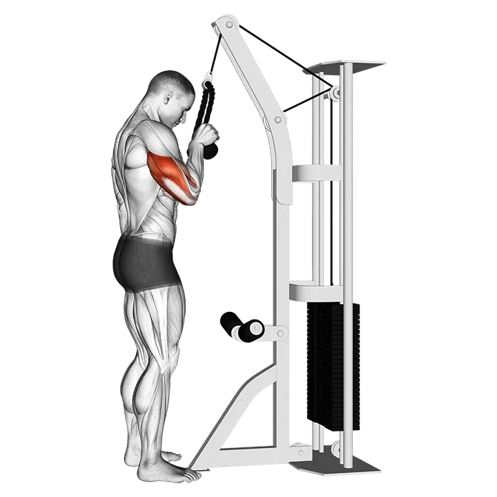 Cable Standing One Arm Tricep Pushdown (Overhand Grip) exercise animation (Male)