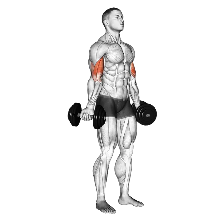 Dumbbell Standing Inner Biceps Curl exercise animation (Male)