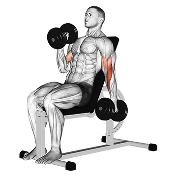 Dumbbell Incline Alternate Hammer Curl