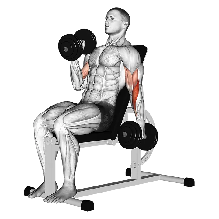 Dumbbell Incline Alternate Hammer Curl exercise animation (Male)