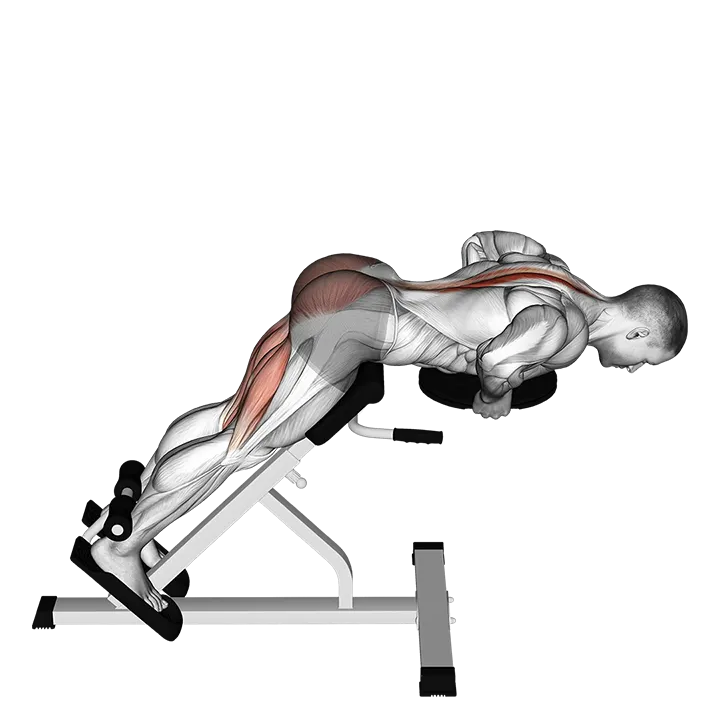 Plate Hyperextension exercise animation (Male)