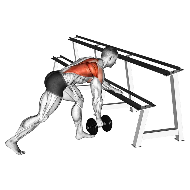 Dumbbell One Arm Row (rack support) exercise animation (Hombre)