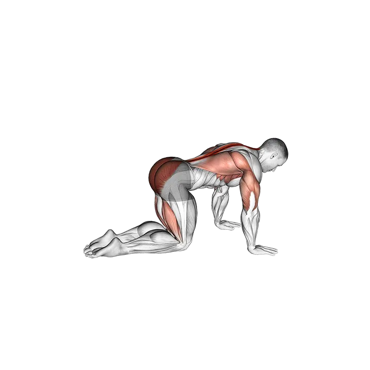 Bird Dog exercise animation (Male)
