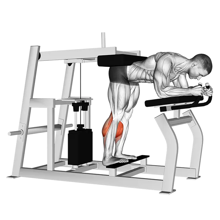 Lever Donkey Calf Raise exercise animation (Hombre)