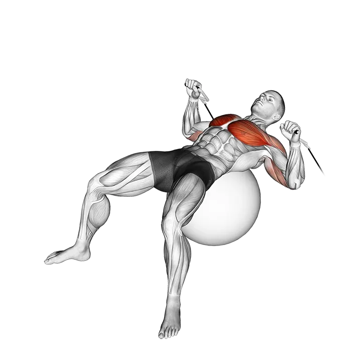 Cable Press on Exercise Ball exercise animation (Male)
