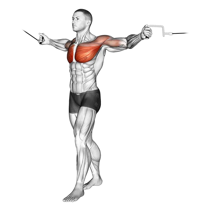 Cable Standing Up Straight Crossovers exercise animation (Male)