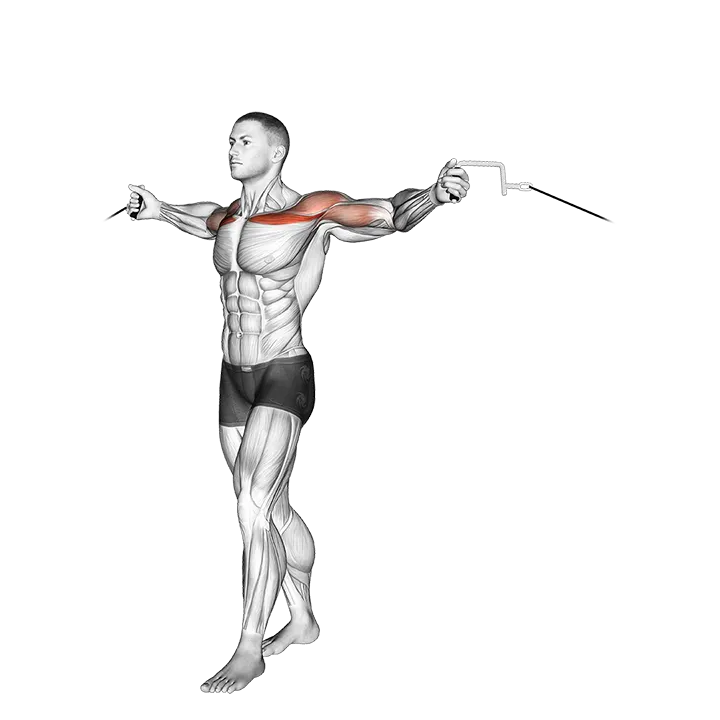 Cable Upper Chest Crossovers exercise animation (Male)
