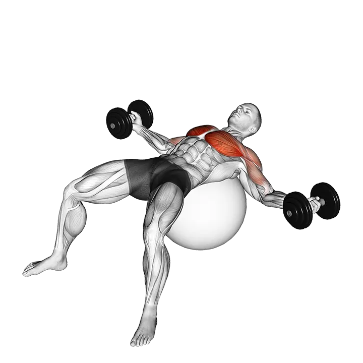 Dumbbell Fly on Exercise Ball exercise animation (Male)