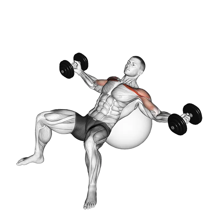Dumbbell Incline Fly on Exercise Ball exercise animation (Male)