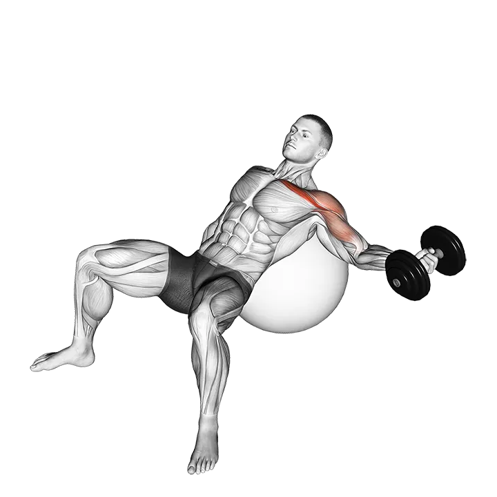 Dumbbell Incline One Arm Fly on Exercise Ball exercise animation (Male)
