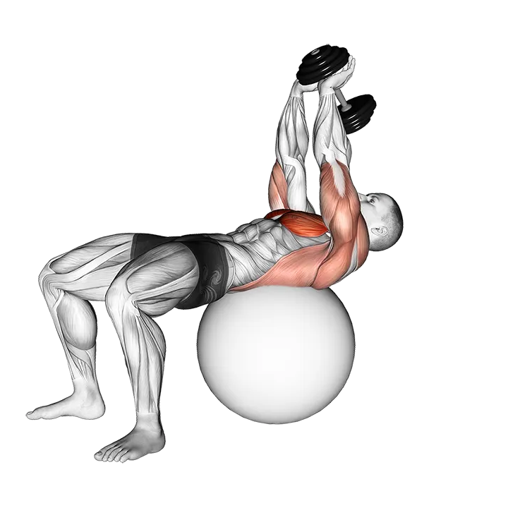 Dumbbell Lying Pullover on Exercise Ball exercise animation (Male)