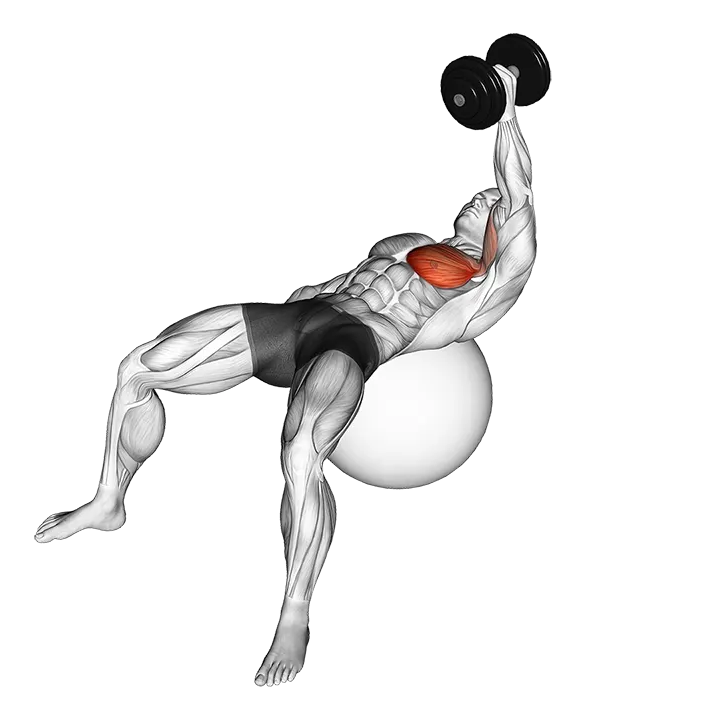 Dumbbell One Arm Fly on Exercise Ball exercise animation (Male)