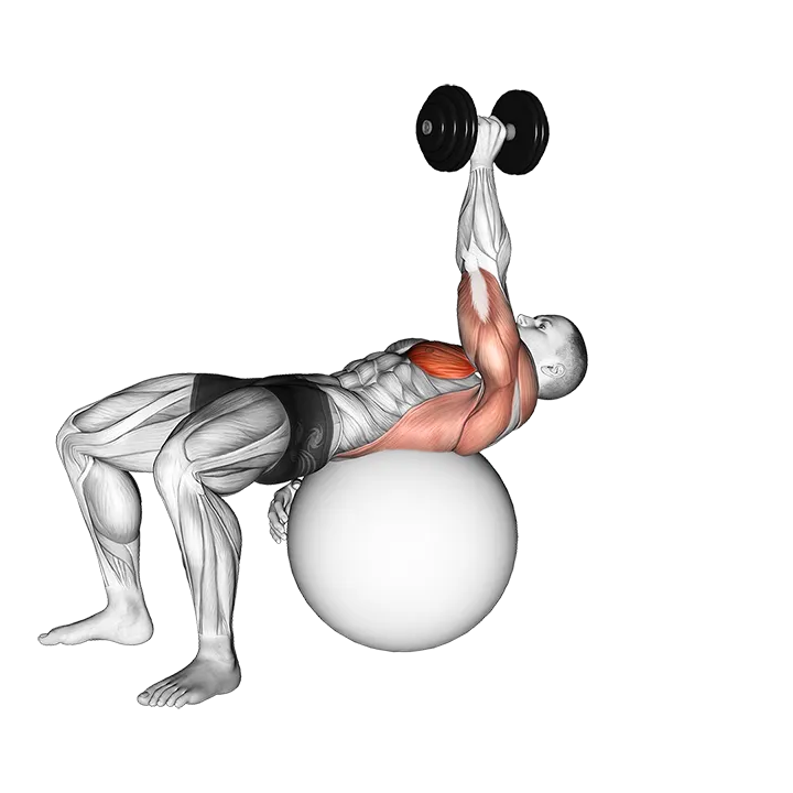 Dumbbell One Arm Pullover on Exercise Ball exercise animation (Male)