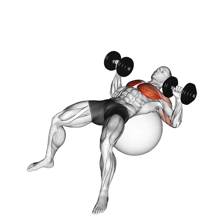 Dumbbell Press on Exercise Ball exercise animation (Male)
