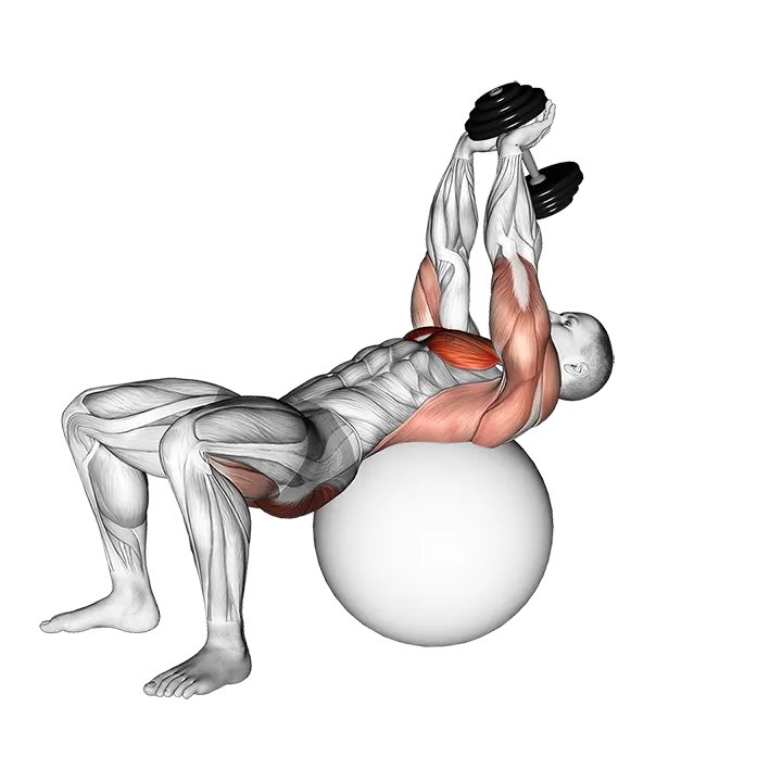 Dumbbell Pullover Hip Extension on Exercise Ball exercise animation (Male)