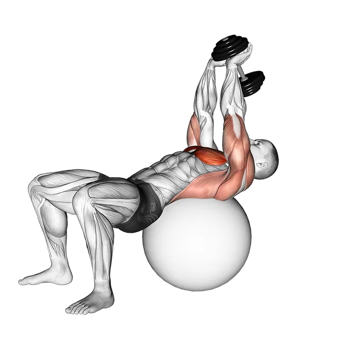 Dumbbell Pullover on Exercise Ball exercise animation (Male)