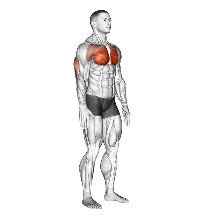 Isometric Chest Squeeze exercise animation (Male)