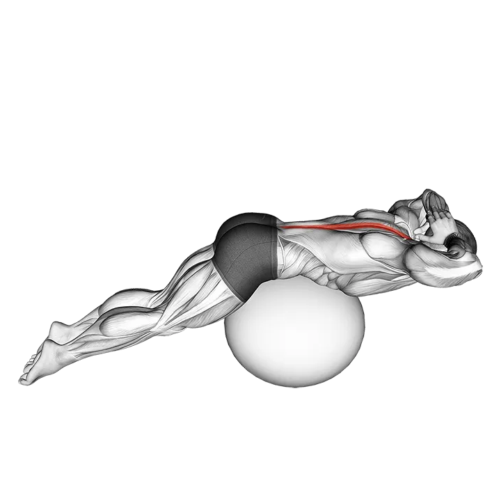 Back Extension on Exercise Ball exercise animation (Male)