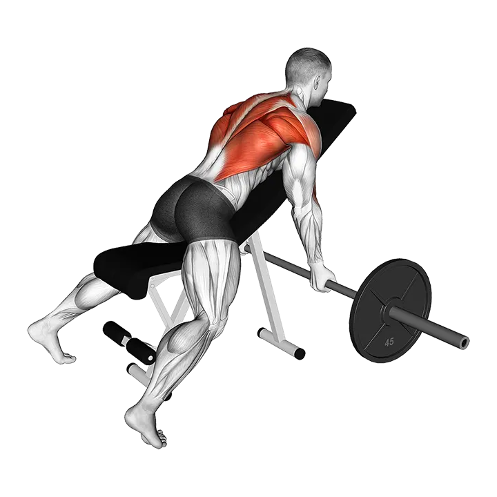 Barbell Reverse Grip Incline Bench Row exercise animation (Male)