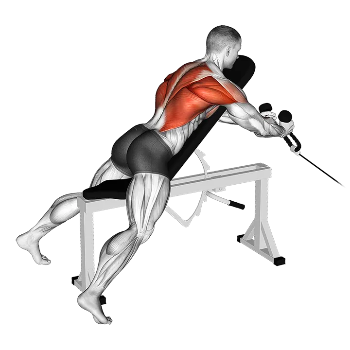 Cable Rope Extension Incline Bench Row exercise animation (Male)