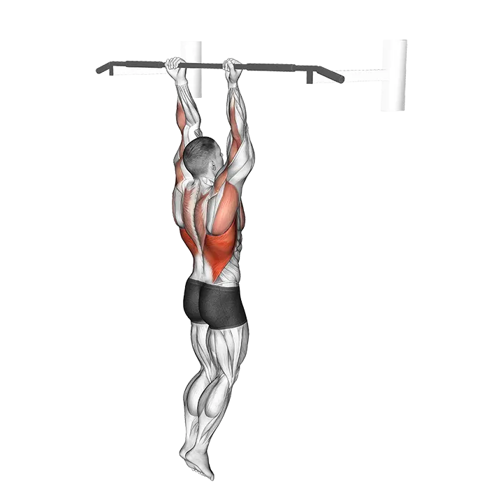 Chin-Up exercise animation (Male)