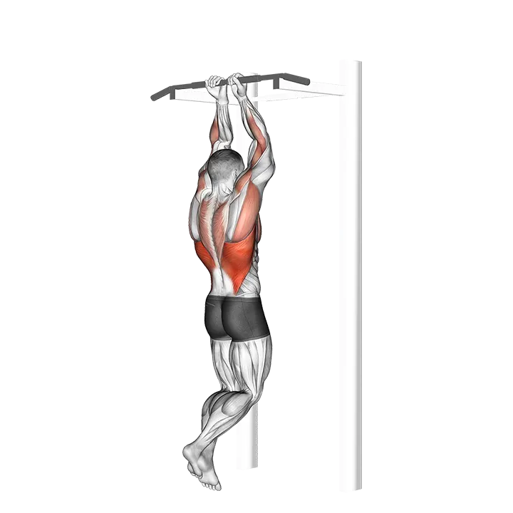 Close Grip Chin-Up exercise animation (Männlich)