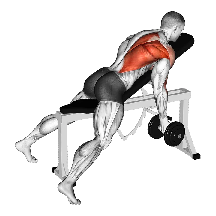Dumbbell Reverse Grip Incline Bench One Arm Row exercise animation (Male)