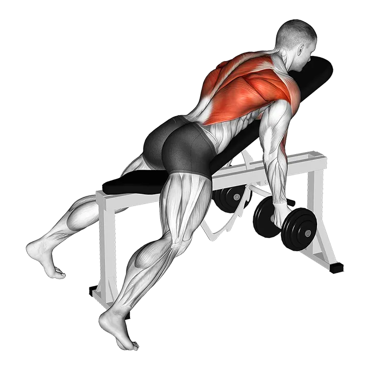 Dumbbell Reverse Grip Incline Bench Two Arm Row exercise animation (Male)