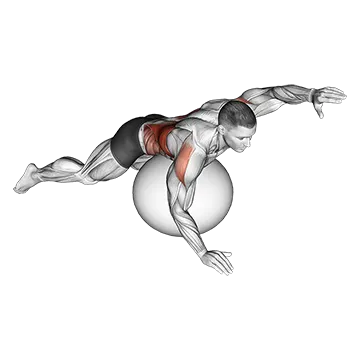 Exercise Ball Alternating Arm Ups
