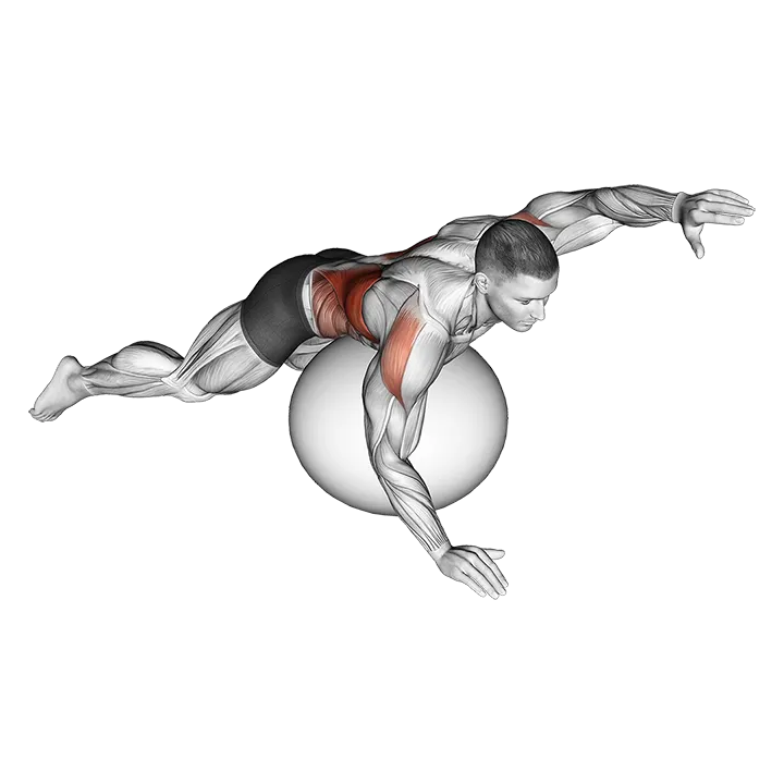 Exercise Ball Alternating Arm Ups exercise animation (Male)