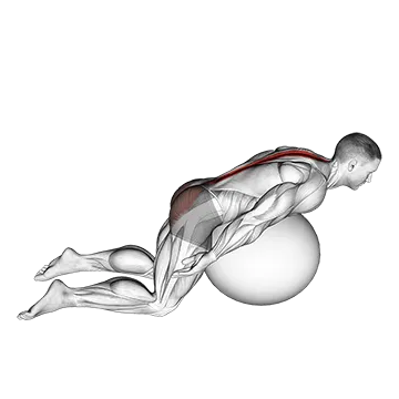Exercise Ball Back Extension With Arms Extended
