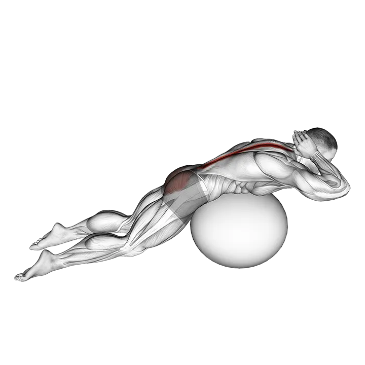 Exercise Ball Back Extension With Hands Behind Head exercise animation (Male)
