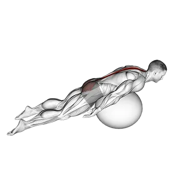 Exercise Ball Back Extension With Knees Off Ground