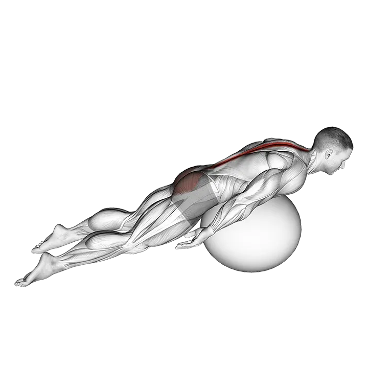 Exercise Ball Back Extension With Knees Off Ground exercise animation (Male)