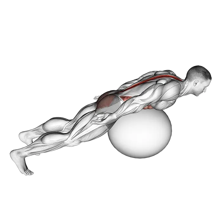 Exercise Ball Back Extension With Rotation exercise animation (Hombre)