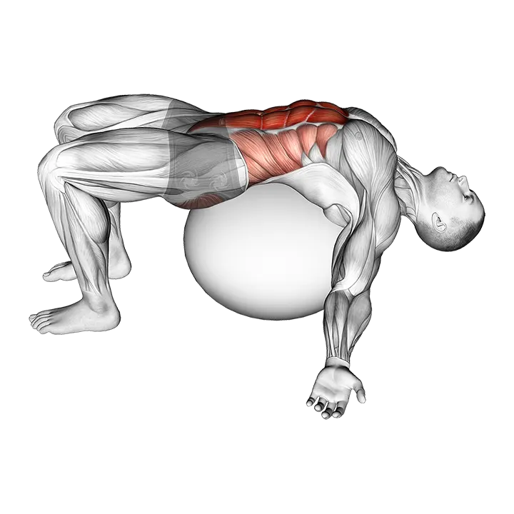 Exercise Ball Back Stretch exercise animation (Male)