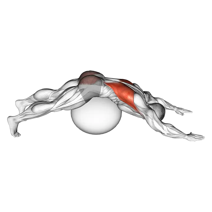 Exercise Ball Lower Back Prone Stretch exercise animation (Männlich)