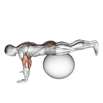 Exercise Ball Prone Leg Raise