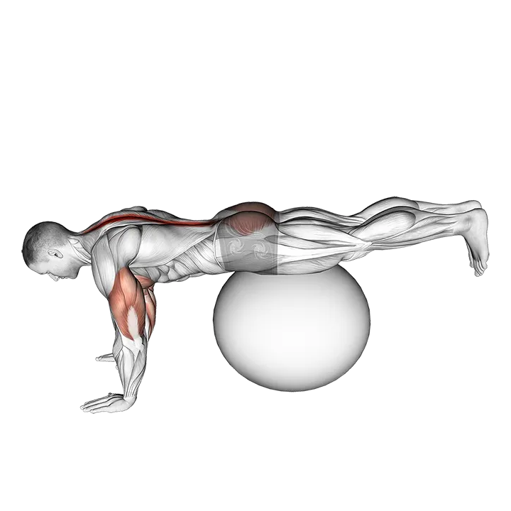 Exercise Ball Prone Leg Raise exercise animation (Male)