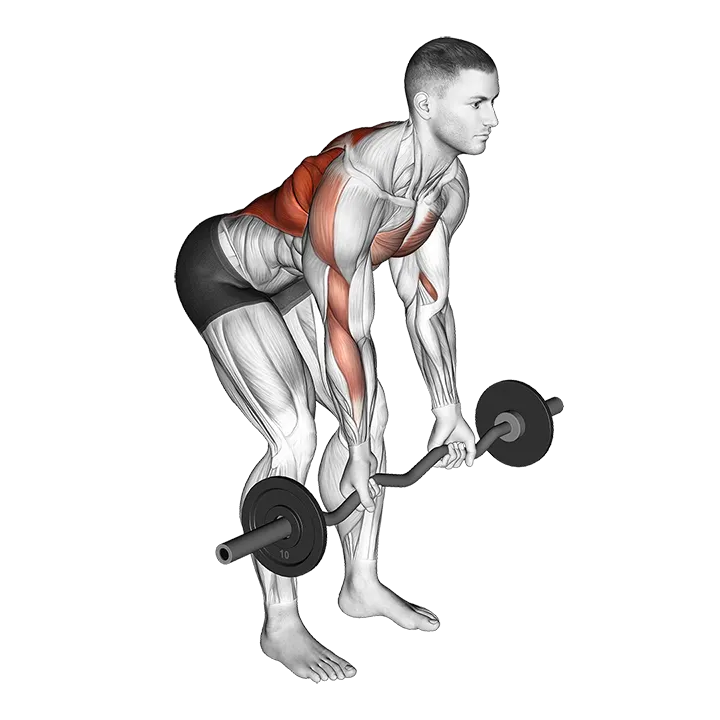EZ Bar Reverse Grip Bent Over Row exercise animation (Male)