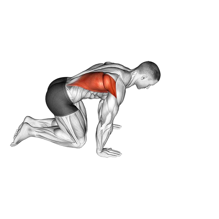 Kneeling Lat Stretch exercise animation (Male)